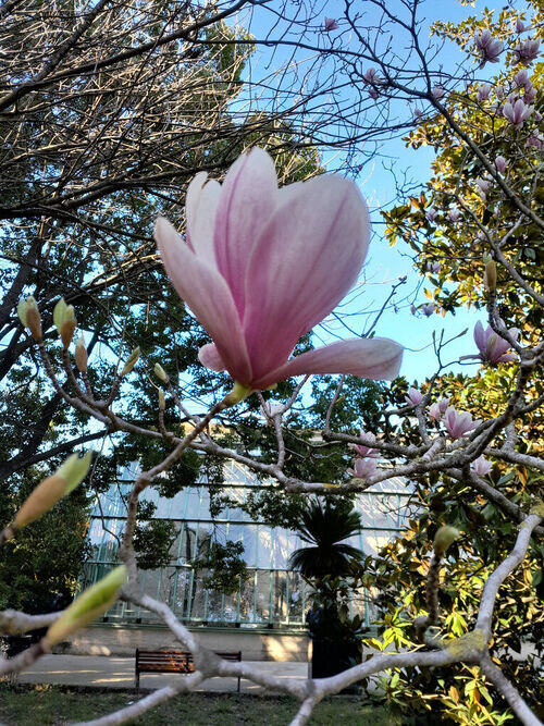 Fleur de magnolia-1-1-1-1