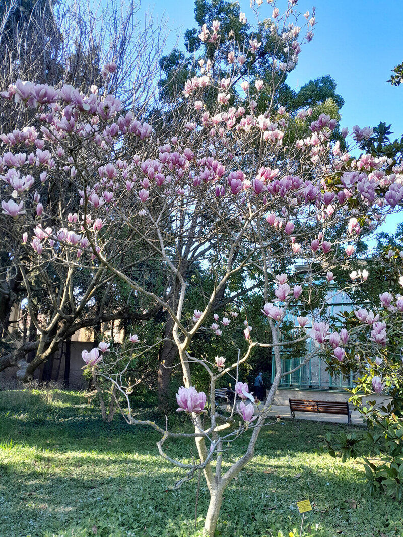 Magnolia-1-2-1